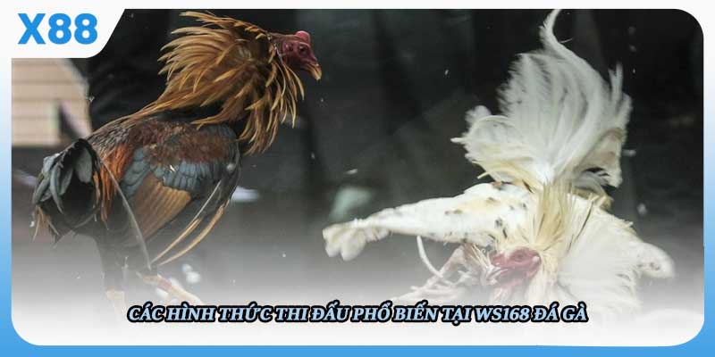 Các hình thức thi đấu phổ biến 