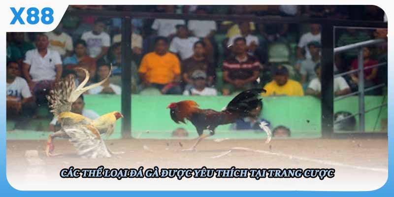 Các thể loại đá gà được yêu thích tại trang cược