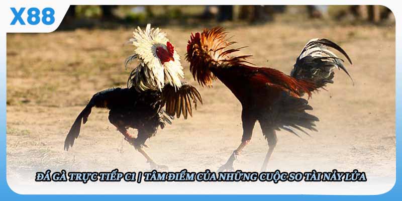 Đá gà trực tiếp C1 - Tâm Điểm Của Những Cuộc So Tài Nảy Lửa